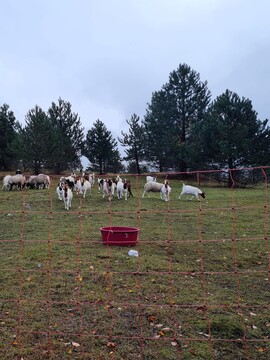 Koze za visoko elektromrežo_foto Maja Sever_2